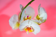 Orchidea2