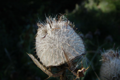burina