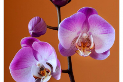 orchidea1