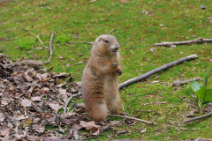 marmot