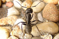 mravec